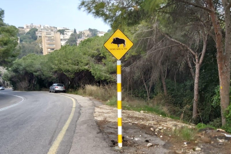 זהירות! חזיר בר חיפאי בסביבה