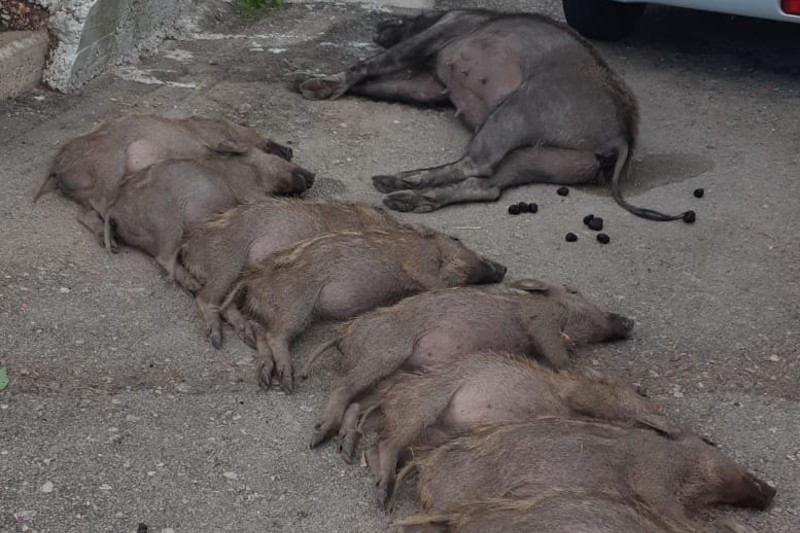 נשר: 11 חזירי בר הורעלו למוות