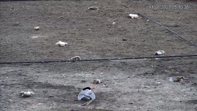 האפרוחים המתים | צילום: ד"ר יוסף כיאט, פרויקט השחפיות בעתלית