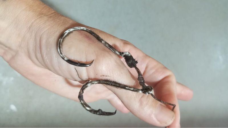 קרס החכה שלכדה את צד הים בחוף הסטודנטים | צילום: רשות הטבע והגנים