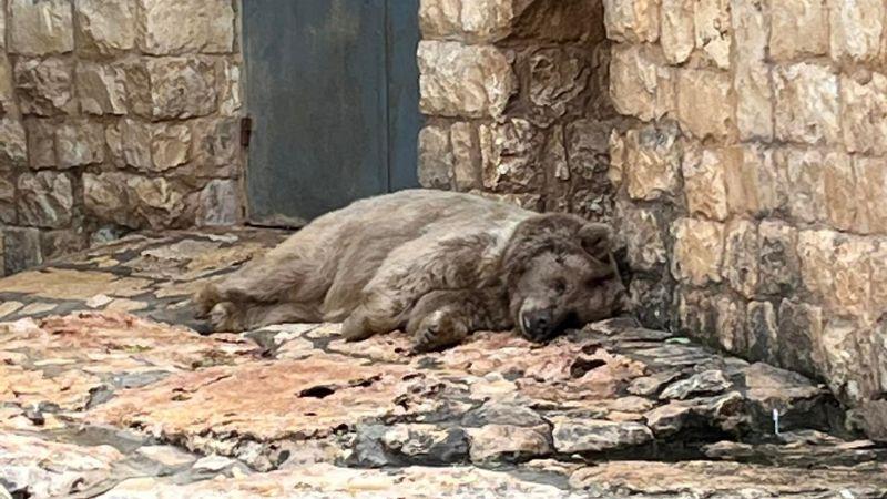 גן החיות הלימודי בחיפה משיב להאשמות: 