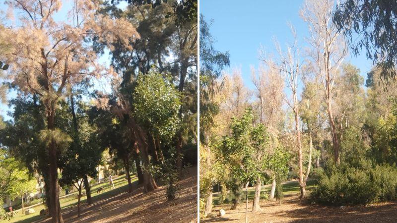 העירייה תכרות 12 עצים מתים בחורשה הסמוכה לטיילת קריית אליעזר