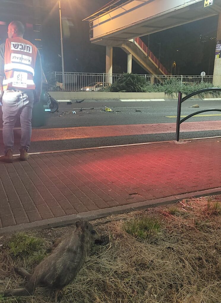 גופת חזיר בר שנפגע בתאונה | צילום: דוברות איחוד הצלה