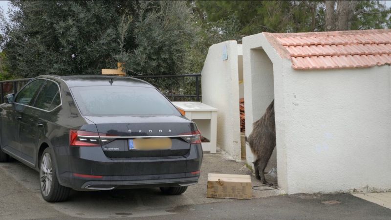 חזיר בר חיפאי נובר בפח זבל | צילום: מתוך הסרט "חזירי עירנו"