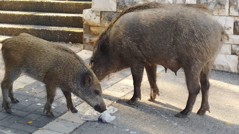 חזירי בר בכרמל צרפתי | צילום: עמוס היימן