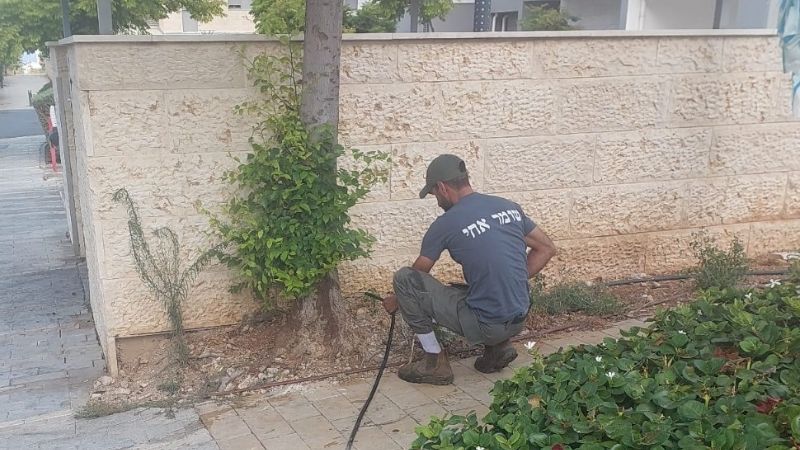 מרססים את הכנימה הצמרית | צילום: דוברות עיריית טירת כרמל