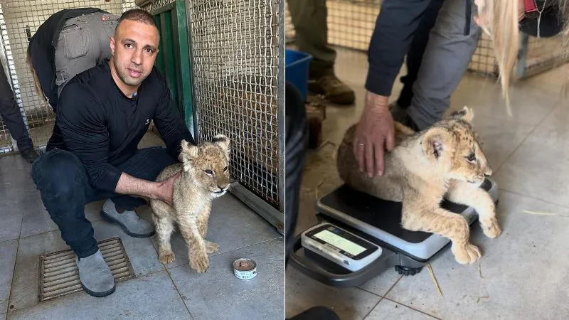 שני גורי האריות שאותרו בדרום נקלטו בחי פארק בקריית מוצקין