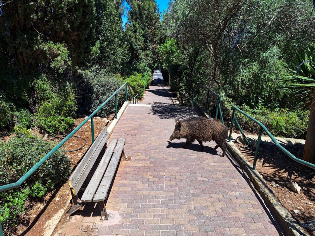 מדרגות זרובבל | צילום: עומר מוזר