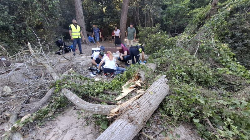 טרגדיה בטיול: בן 71 נפטר מפצעיו לאחר קריסת עץ