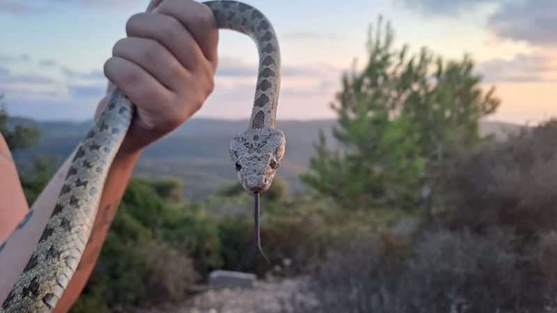 נחש שנלכד על ידי זהר להט | צילום: אלבום פרטי