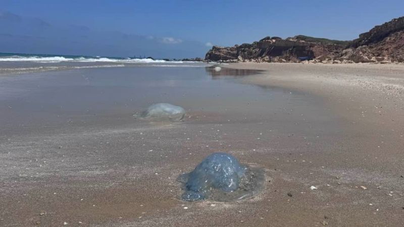 גם הטילים לא עצרו אותן: נחיל ראשון של מדוזות הגיע לחופי חיפה