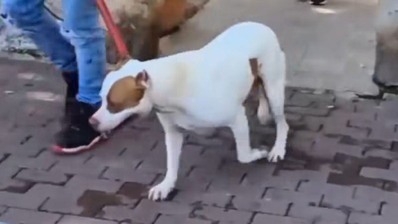 כלב הפיטבול שנשך למוות את התינוקת בקריית ביאליק | צילום: שימוש לפי סעיף 27א לחוק זכויות יוצרים