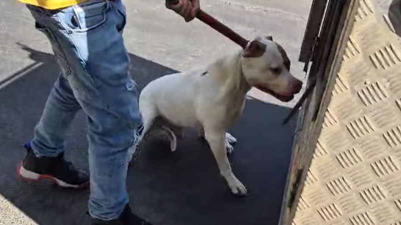 האב שבתו ננשכה למוות ע