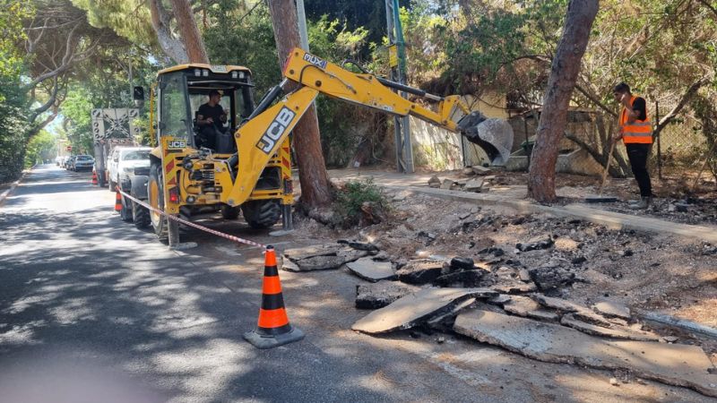 המחפרון ושורשי האורנים הגלויים בשד' הצבי | צילום: פרופ' עוזי אלידע