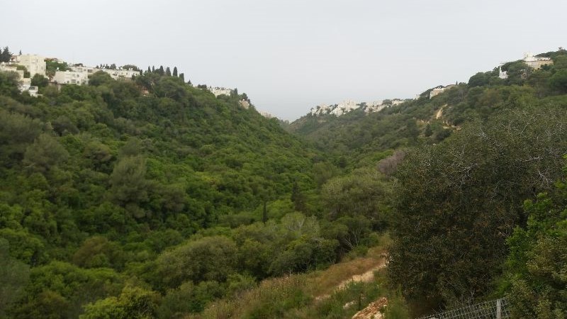 אפיק נחל לוטם במבט מגן החיות הלימודי. משמאל, הבתים ברחוב שושנת הכרמל | צילום: שועל, ויקיפדיה