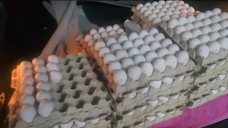 הביצים שהושמדו ברחוב חניתה | צילום: דוברות עיריית חיפה