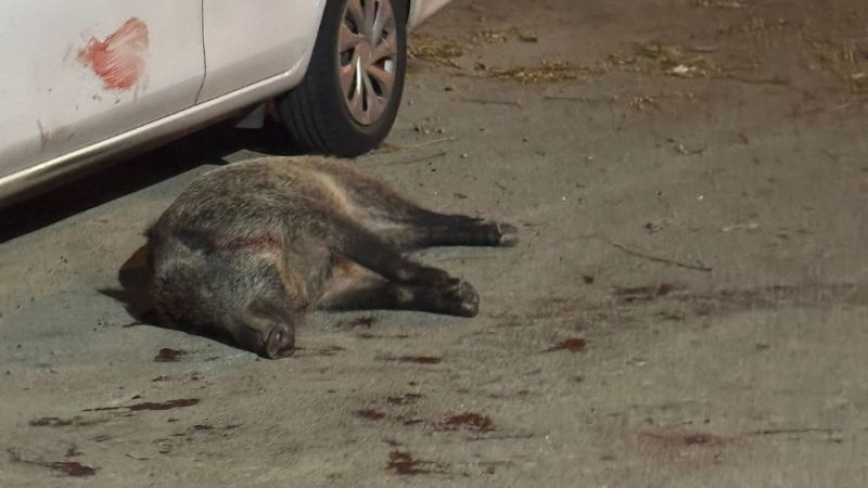 3 יריות בבייליס: תושבי כרמליה התעוררו הלילה בבהלה לקולות ירי