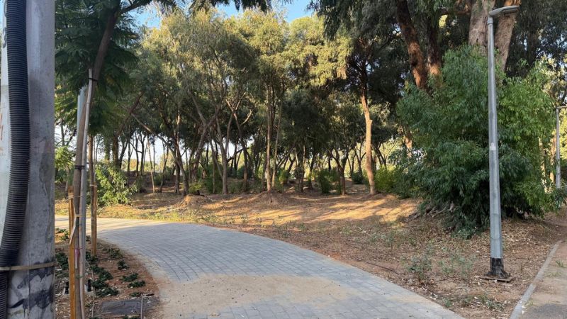 חורשת האקליפטוסים בקרית חיים | צילום: דוברות עיריית חיפה