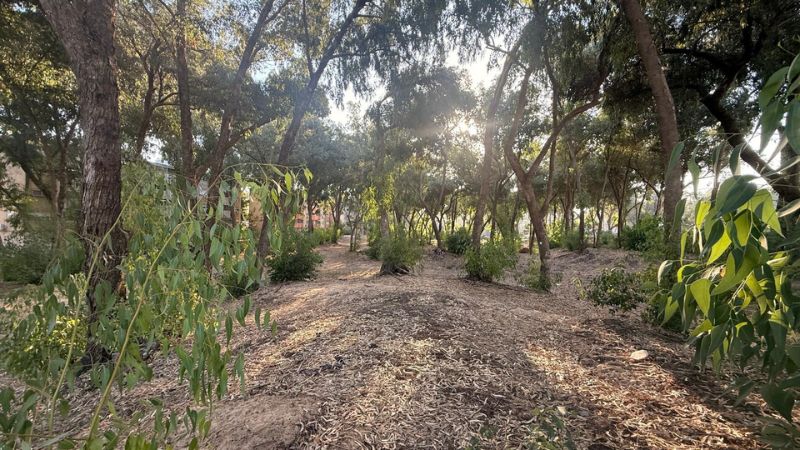 פארק ספורט ופנאי למשפחות יוקם בחורשת האקליפטוסים בקרית חיים