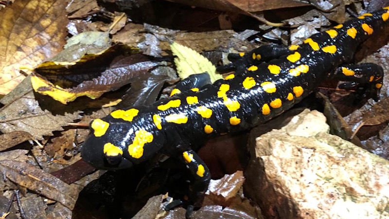 לאחר 6 שנים: ממצאים ראשונים מפרויקט אזרחי לניטור ושמירה על הסלמנדרות בחיפה