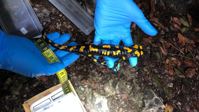 סלמנדרה בכרמל | צילום: עומרי סלנר, החברה להגנת הטבע