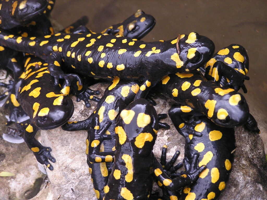 סלמנדרה בכרמל | צילום: עומרי סלנר, החברה להגנת הטבע