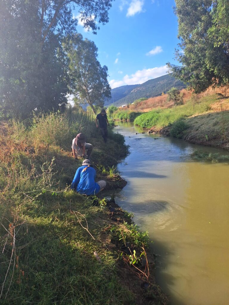שיקום צומח טבעי בגדות הנחל | צילום: רשות נחל הקישון