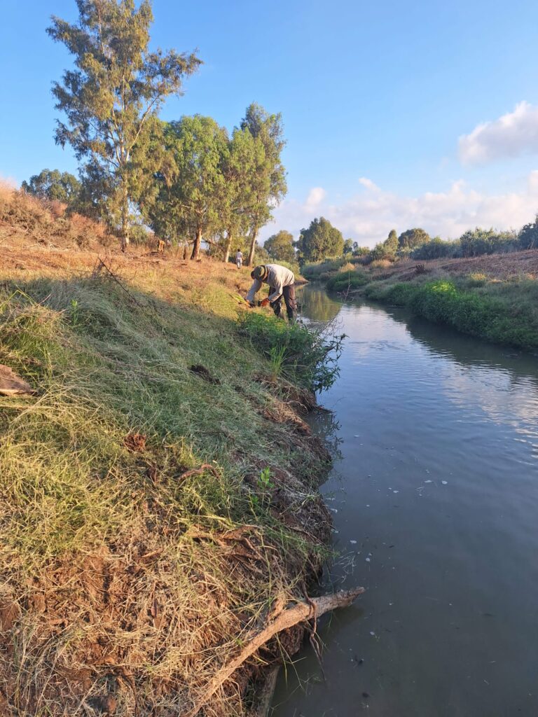 שיקום צומח טבעי בגדות הנחל | צילום: רשות נחל הקישון