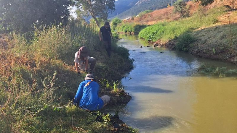 מחקר חדש: שיקום צומח טבעי בגדות נחל הקישון, מביא לחיזוק המערכת האקולוגית