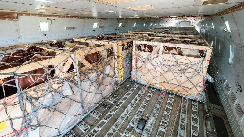 פרות מובלות באונייה | צילום (אילוסטרציה): Shutterstock