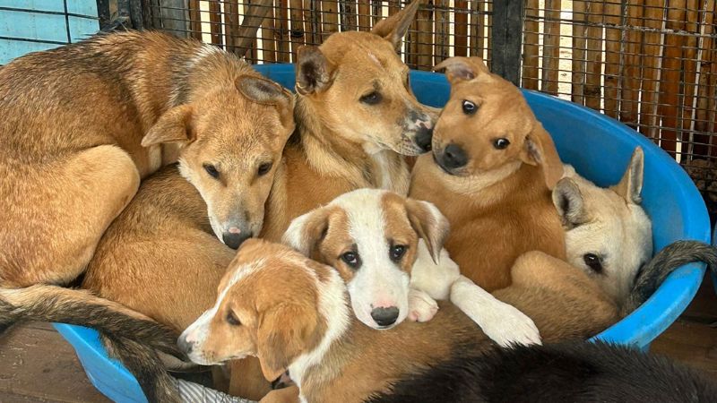 מאות כלבים זקוקים בדחיפות לבית חם: