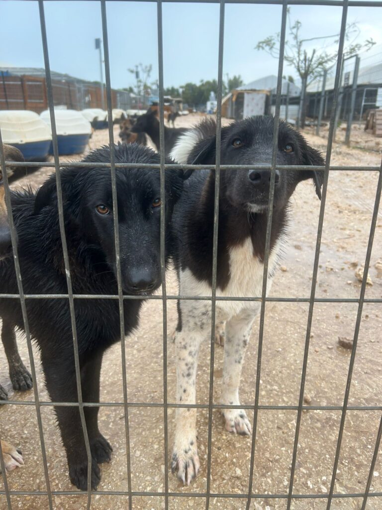 כלבים שממתינים לאימוץ | צילום: חוות השאנטי
