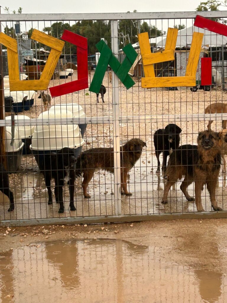 כלבים שממתינים לאימוץ | צילום: חוות השאנטי