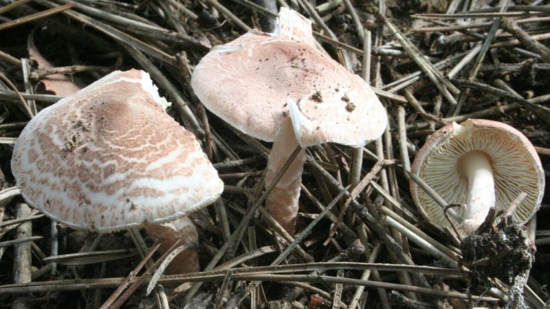 הפטריות שאחרי הגשם: זינוק במקרי הרעלות בחודש דצמבר
