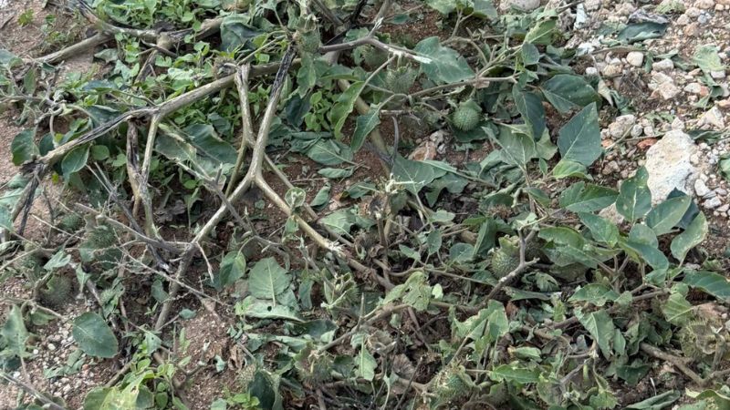 צמח הדטורה | צילום: עמית מורנו