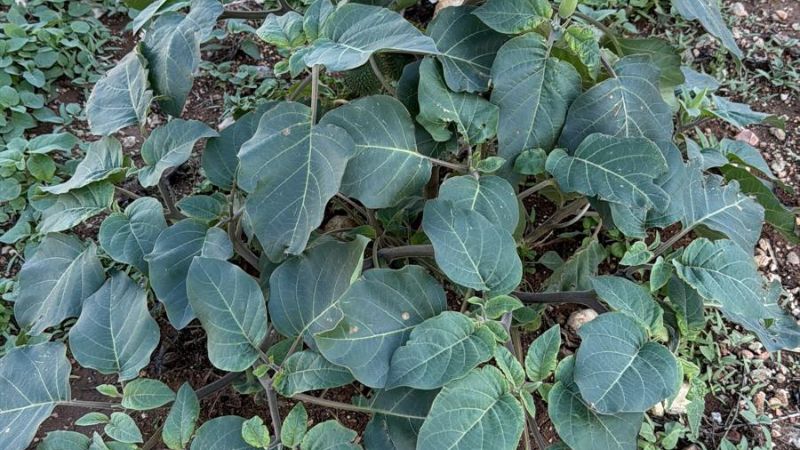 צמח הדטורה | צילום: עמית מורנו