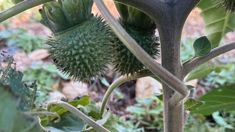 צמח הדטורה | צילום: עמית מורנו