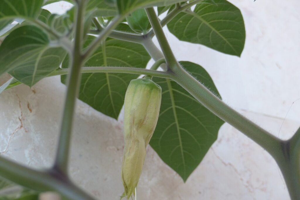 תרמיל פרח דטורה | צילום: ויקיפדיה