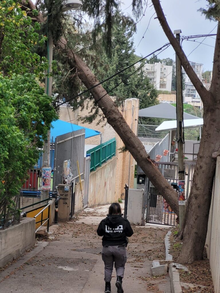 העץ שקרס בסמוך לגנים התקשורתיים ברוממה החדשה | צילום: לפי סעיף 27א' לחוק זכויות יוצרים