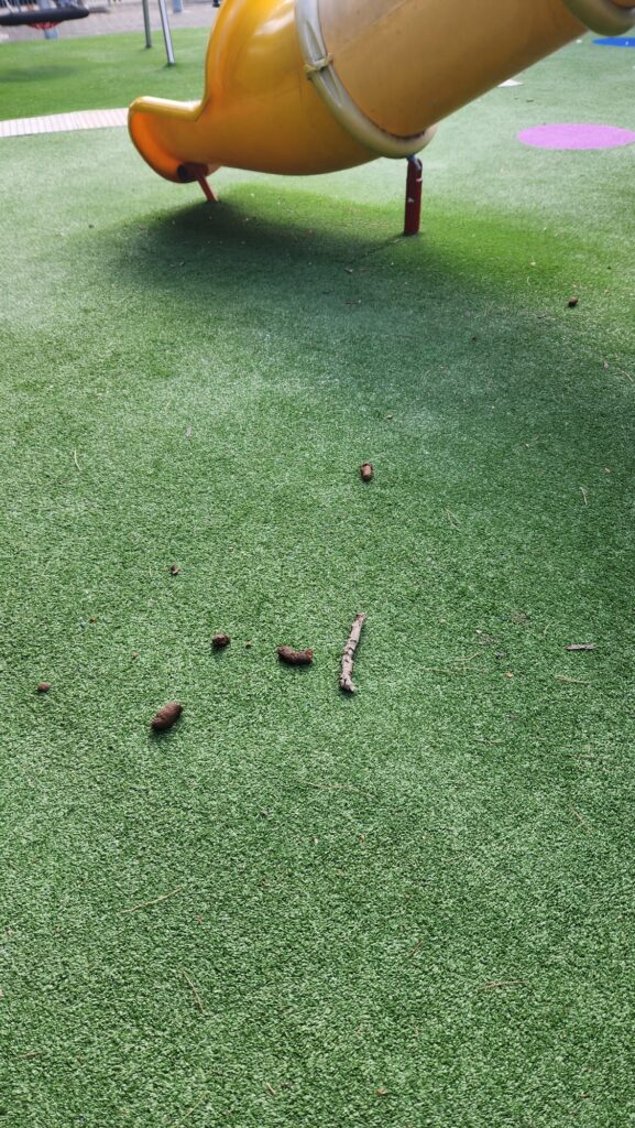 צואת כלב ברמת אלון | צילום: מיטל דוזורצב