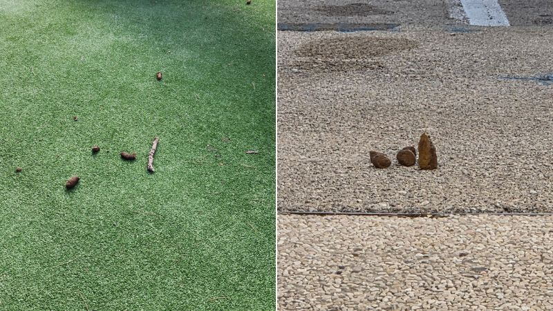 אפס אחריות: לתושבי רמת אלון נמאס מהזלזול של בעלי הכלבים