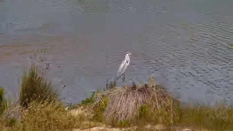 הטבע ממשיך בשלו: ציפורים חוזרות לפארק המלחה בנחל הקישון