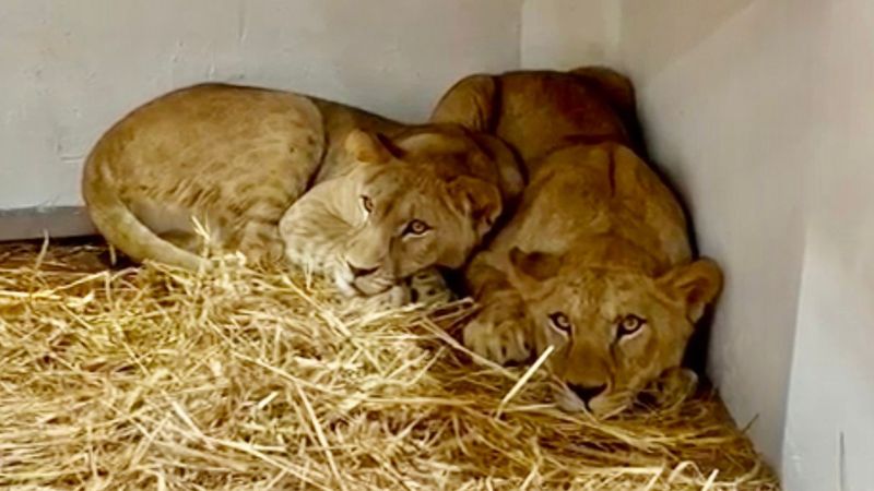 שאגת הארי: אריה ושלוש לביאות הגיעו הלילה לגן החיות בחיפה