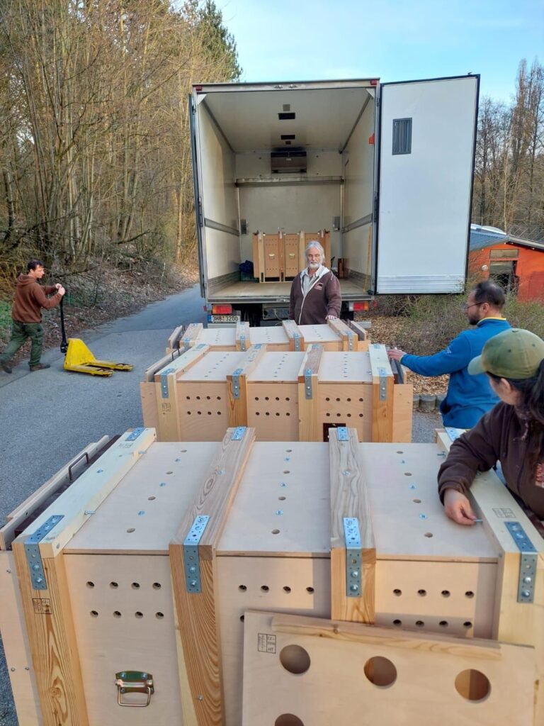 האריות מועלים למשאית בצ'כיה | צילום: אתו