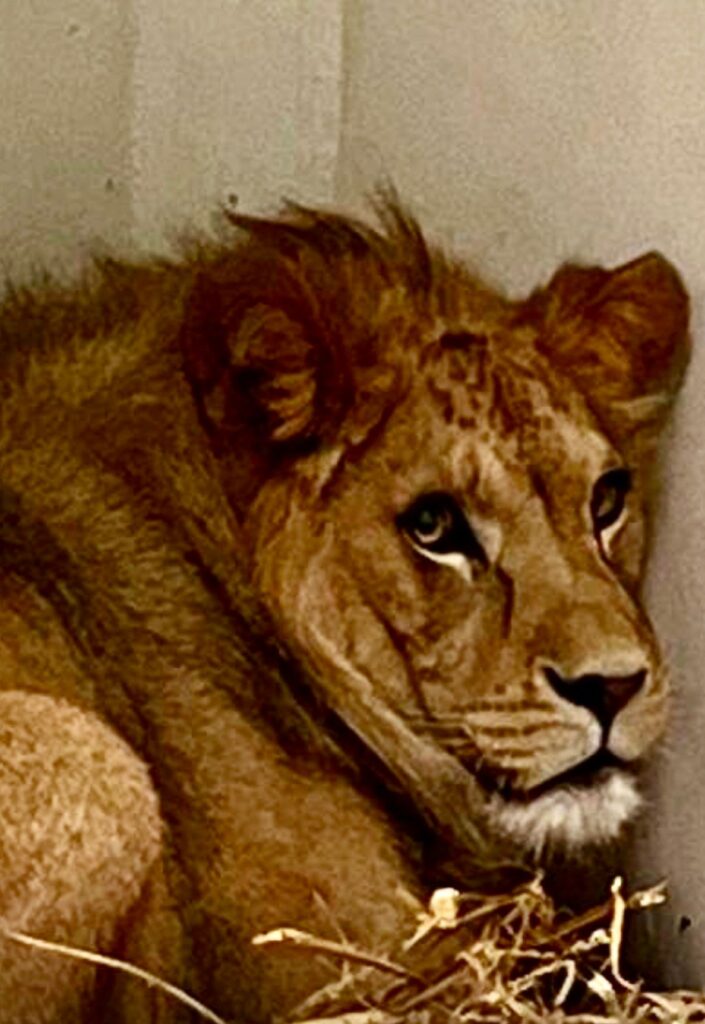 האריה הצ'כי בגן החיות בחיפה | צילום: אתו