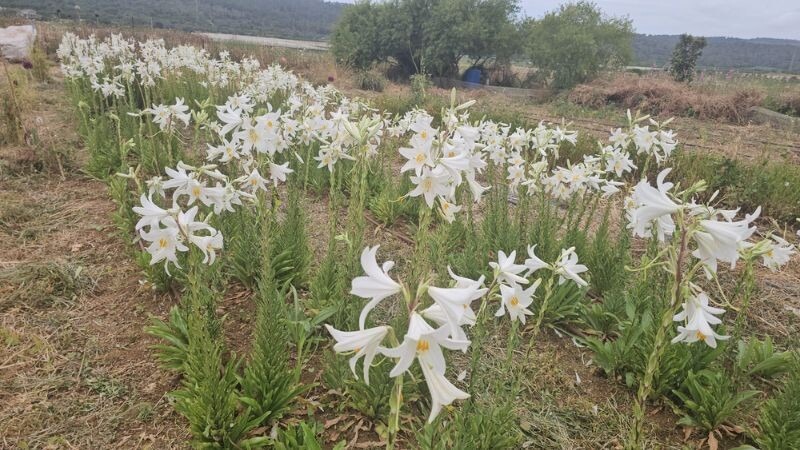 החלקה של פרחי שושן צחור בר בכרם מהר